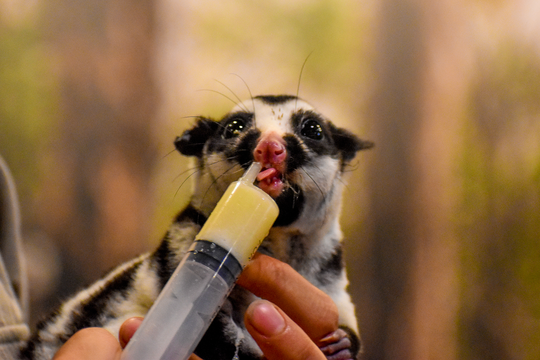 Wildlife Discovery Show - Striped Possum