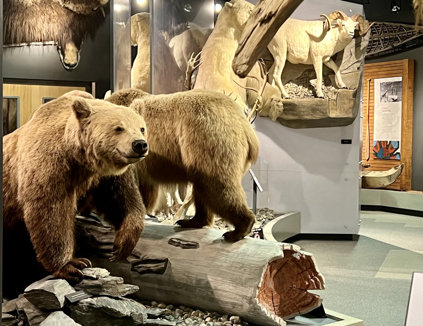 Wildlife Displays - Brown Bear in facing us is a Eurasian Brown Bear