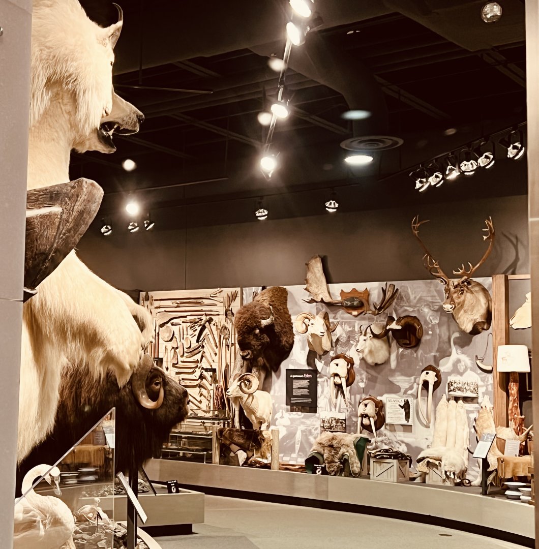 Wildlife Displays