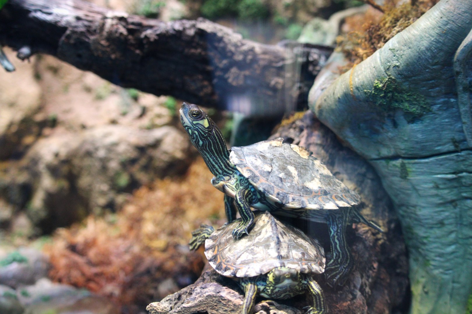 Wildlife Explorers Basecamp - Cool Critters - Pascagoula Map Turtles
