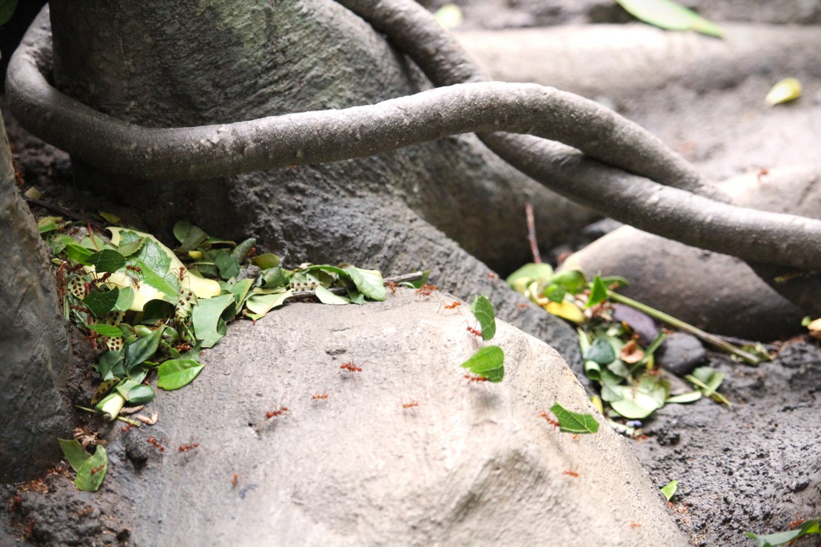 Wildlife Explorers Basecamp - Spineless Marvels - Hairy-headed Leafcutter Ants