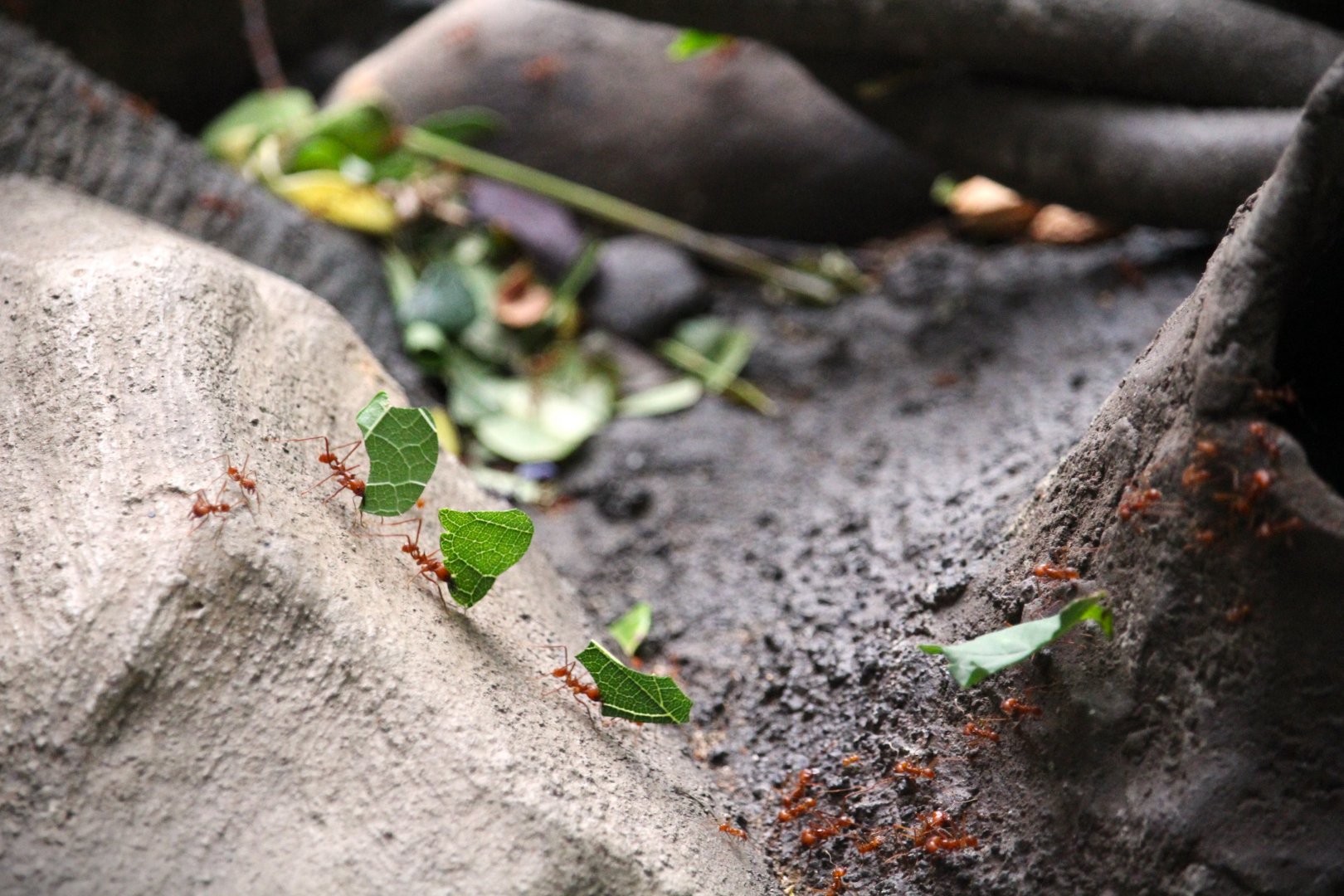 Wildlife Explorers Basecamp - Spineless Marvels - Hairy-headed Leafcutter Ants