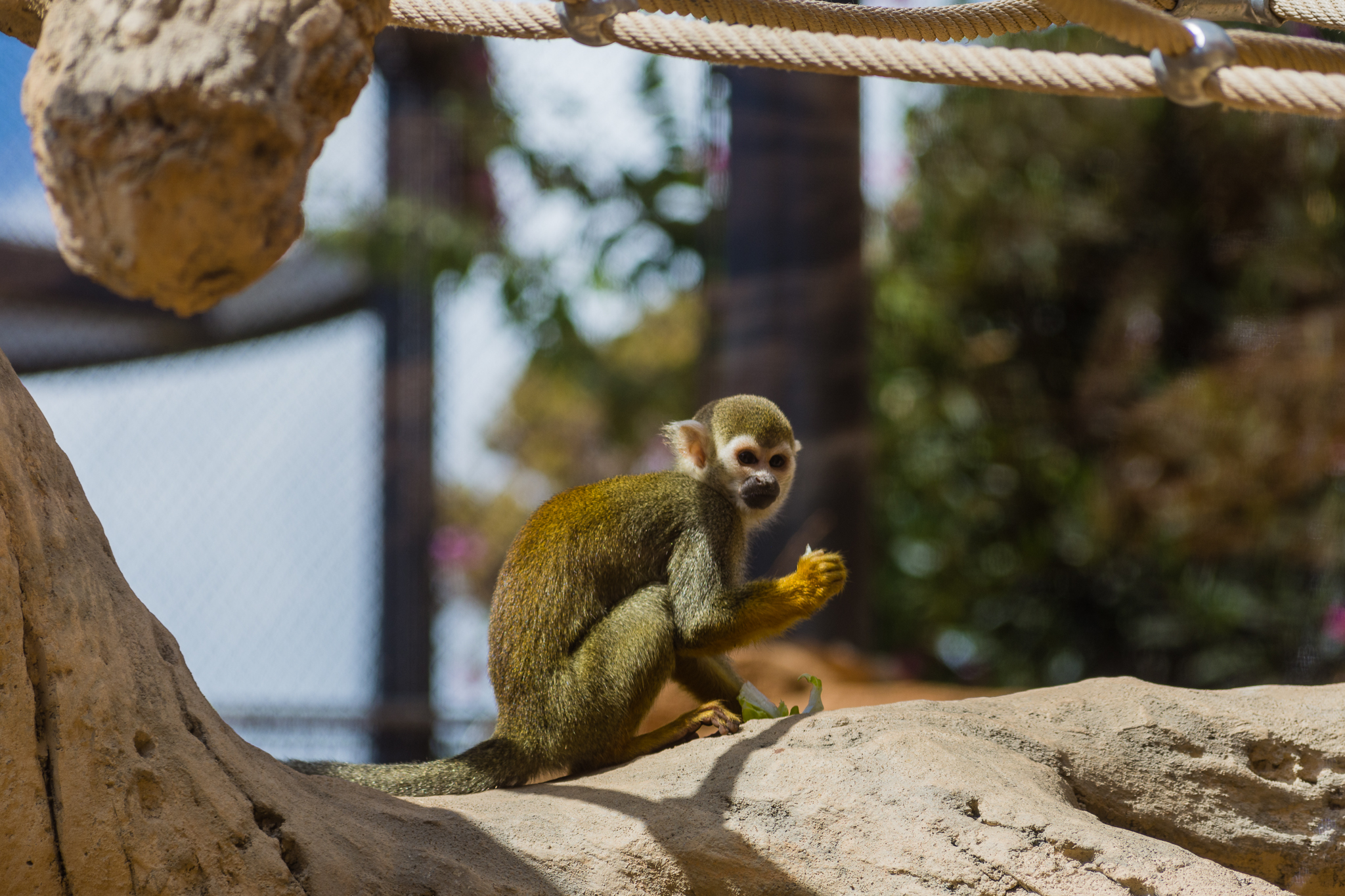 Wildlife Explorers Basecamp