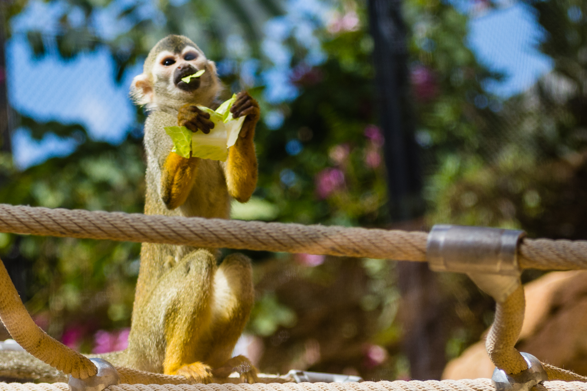 Wildlife Explorers Basecamp