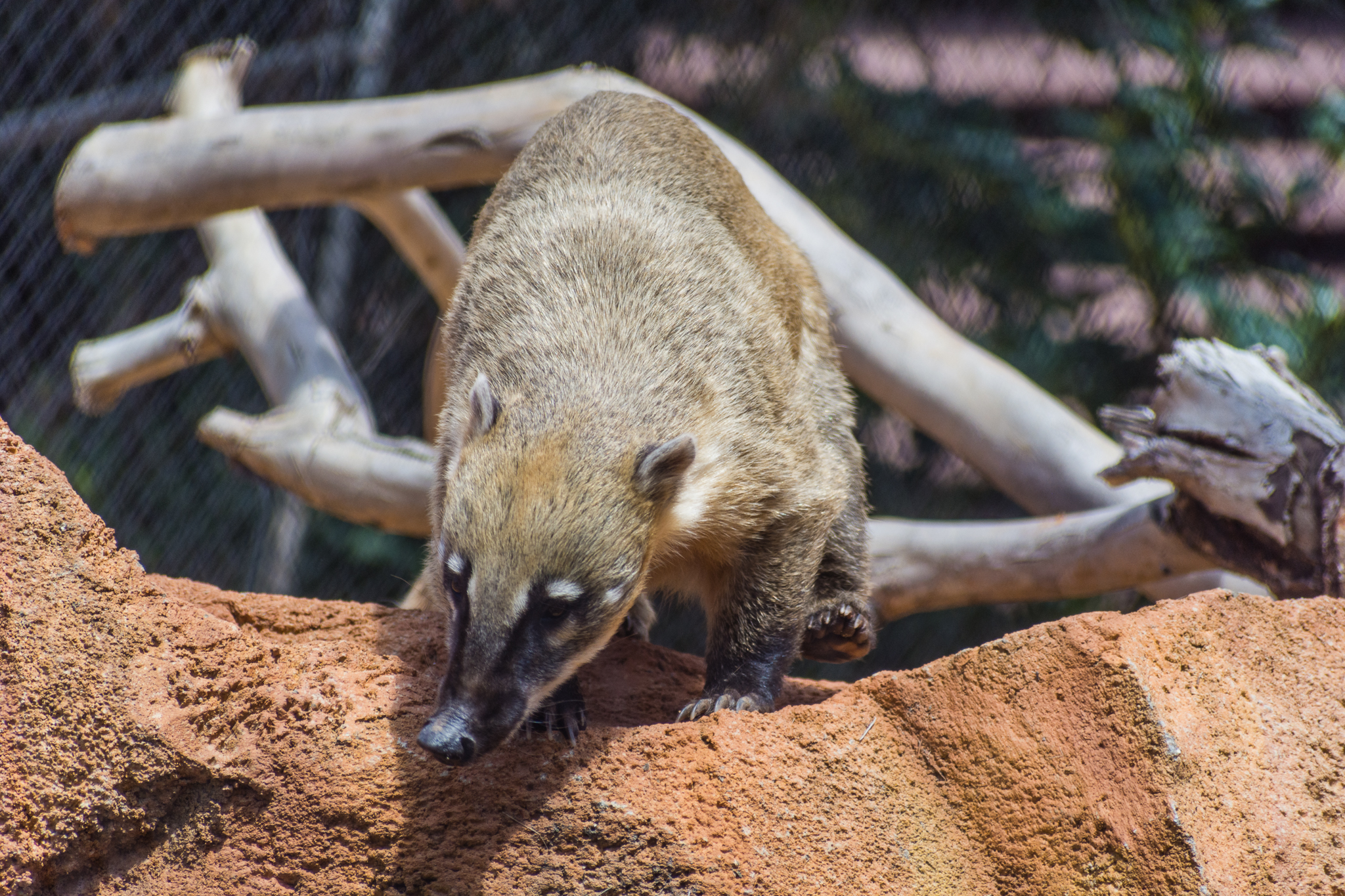 Wildlife Explorers Basecamp