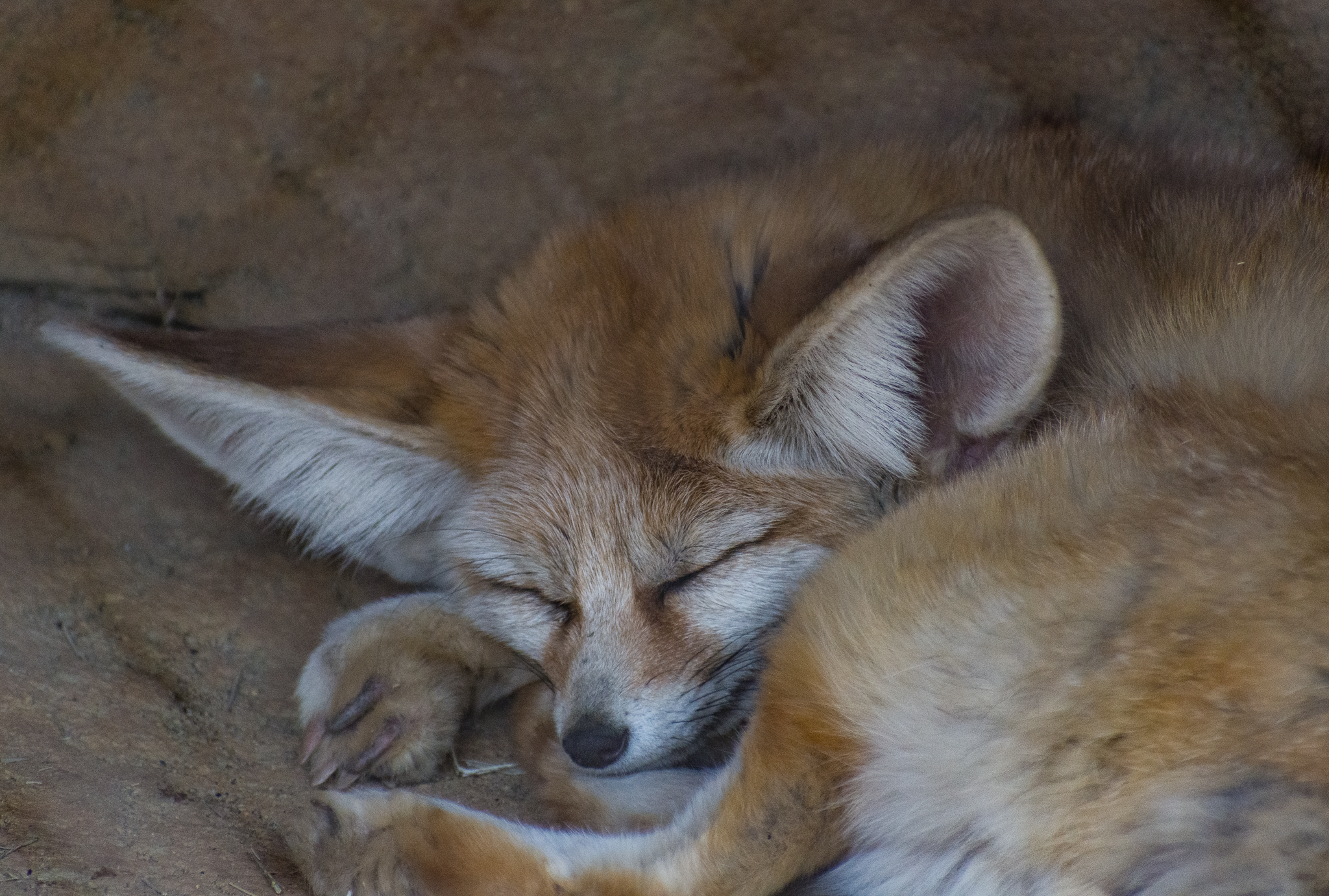 Wildlife Explorers Basecamp