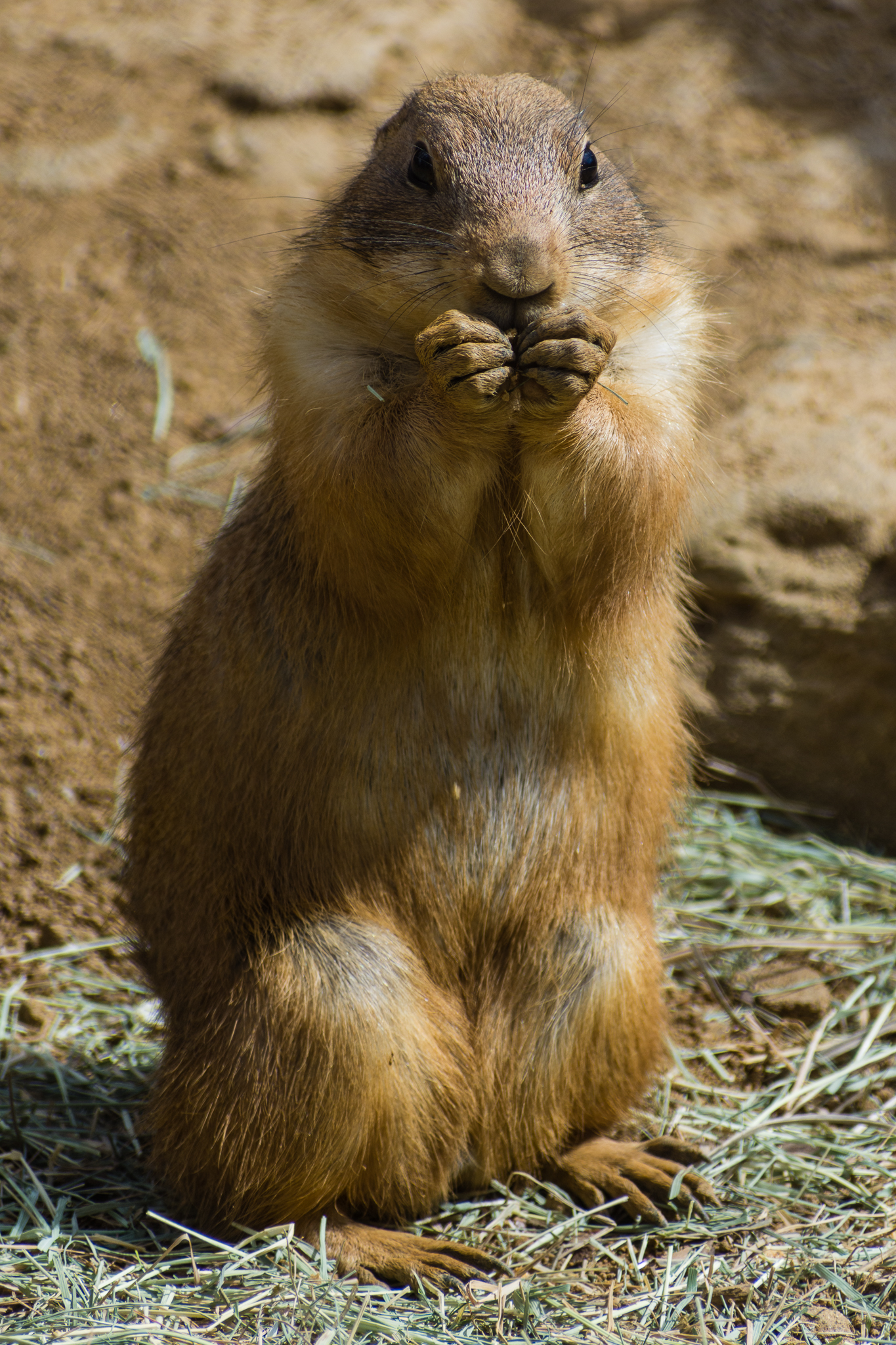 Wildlife Explorers Basecamp