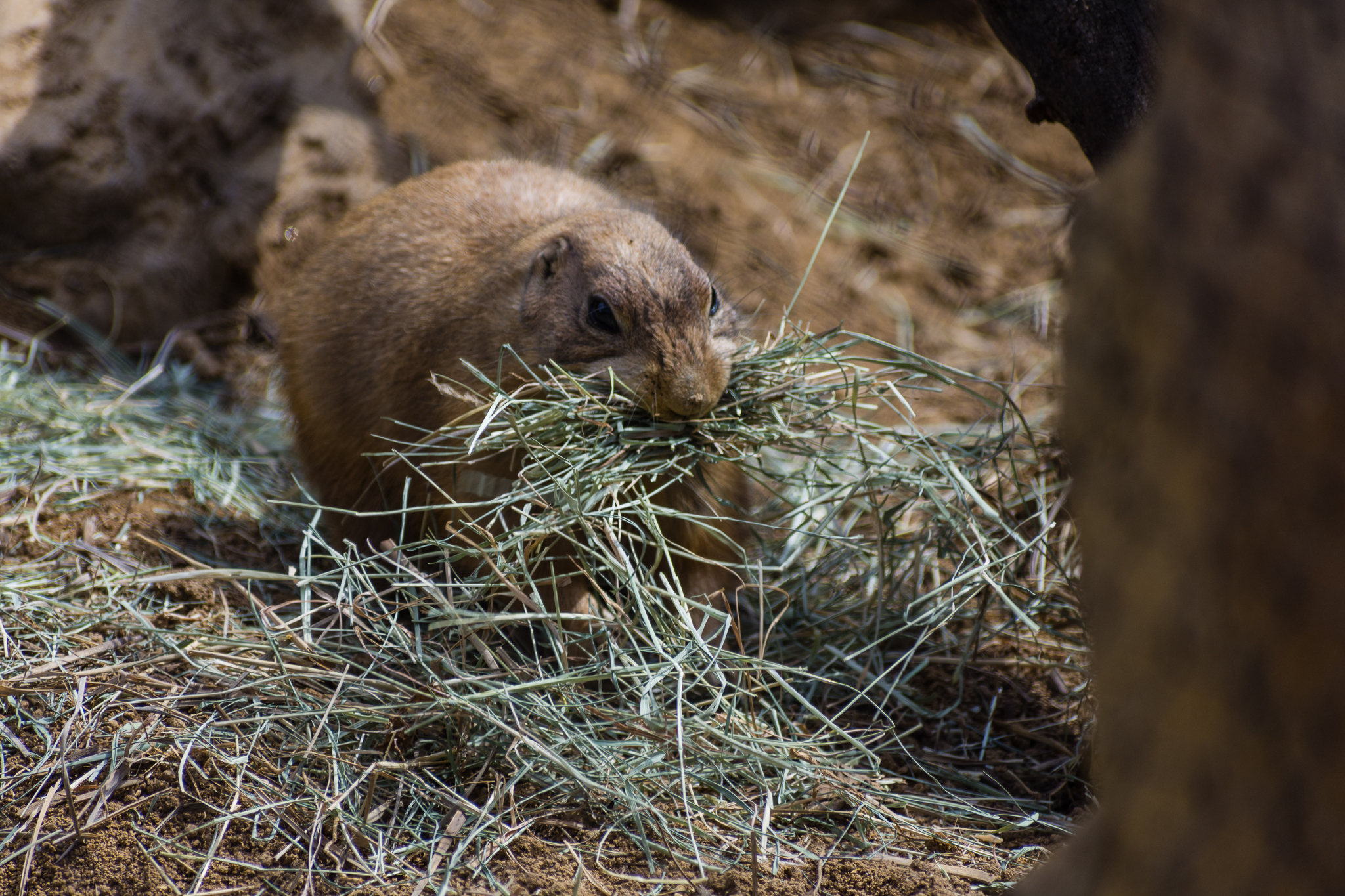 Wildlife Explorers Basecamp