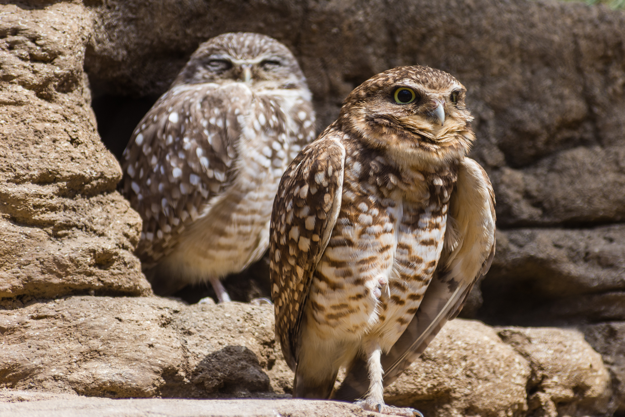 Wildlife Explorers Basecamp