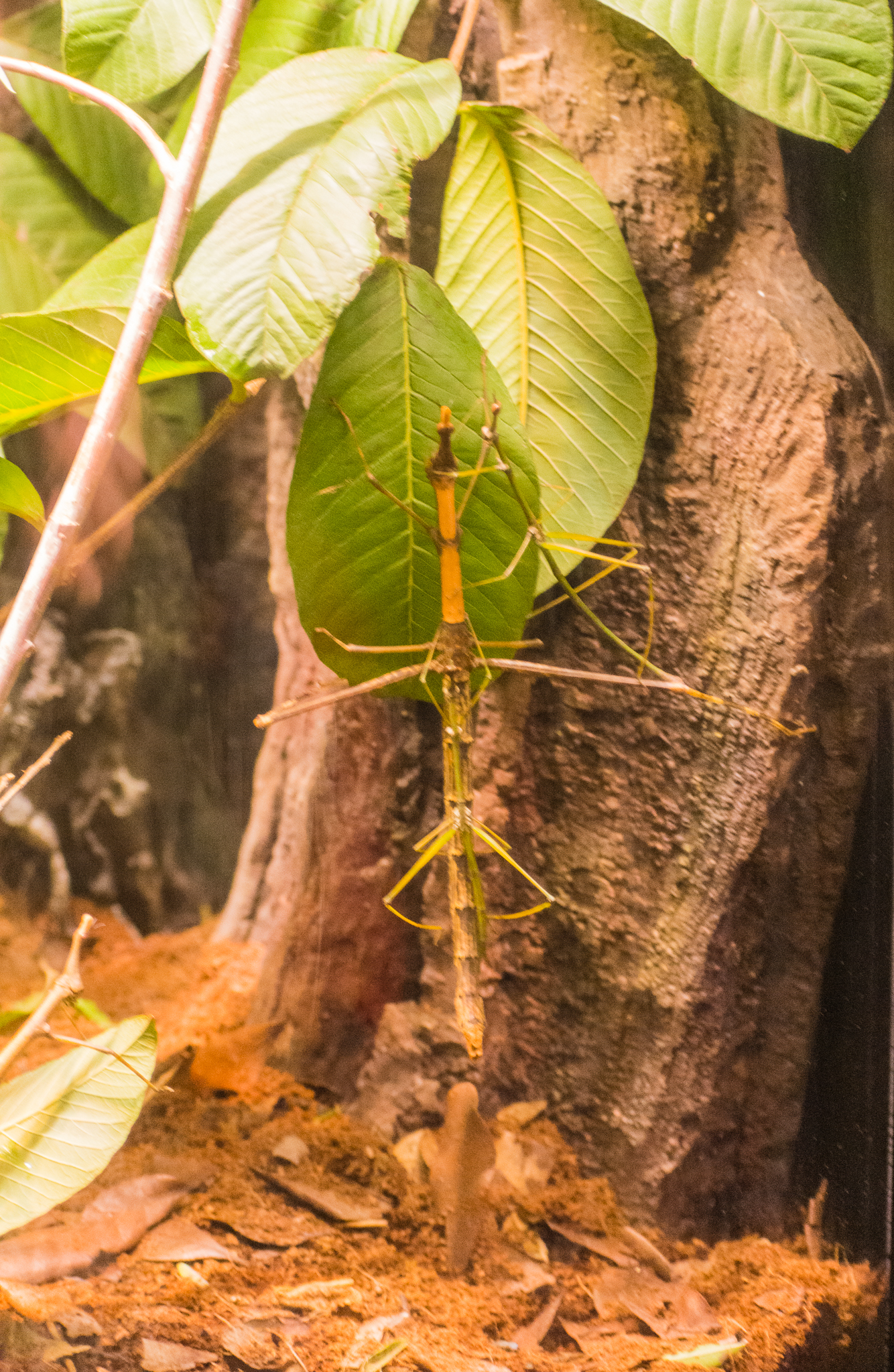 Wildlife Explorers Basecamp