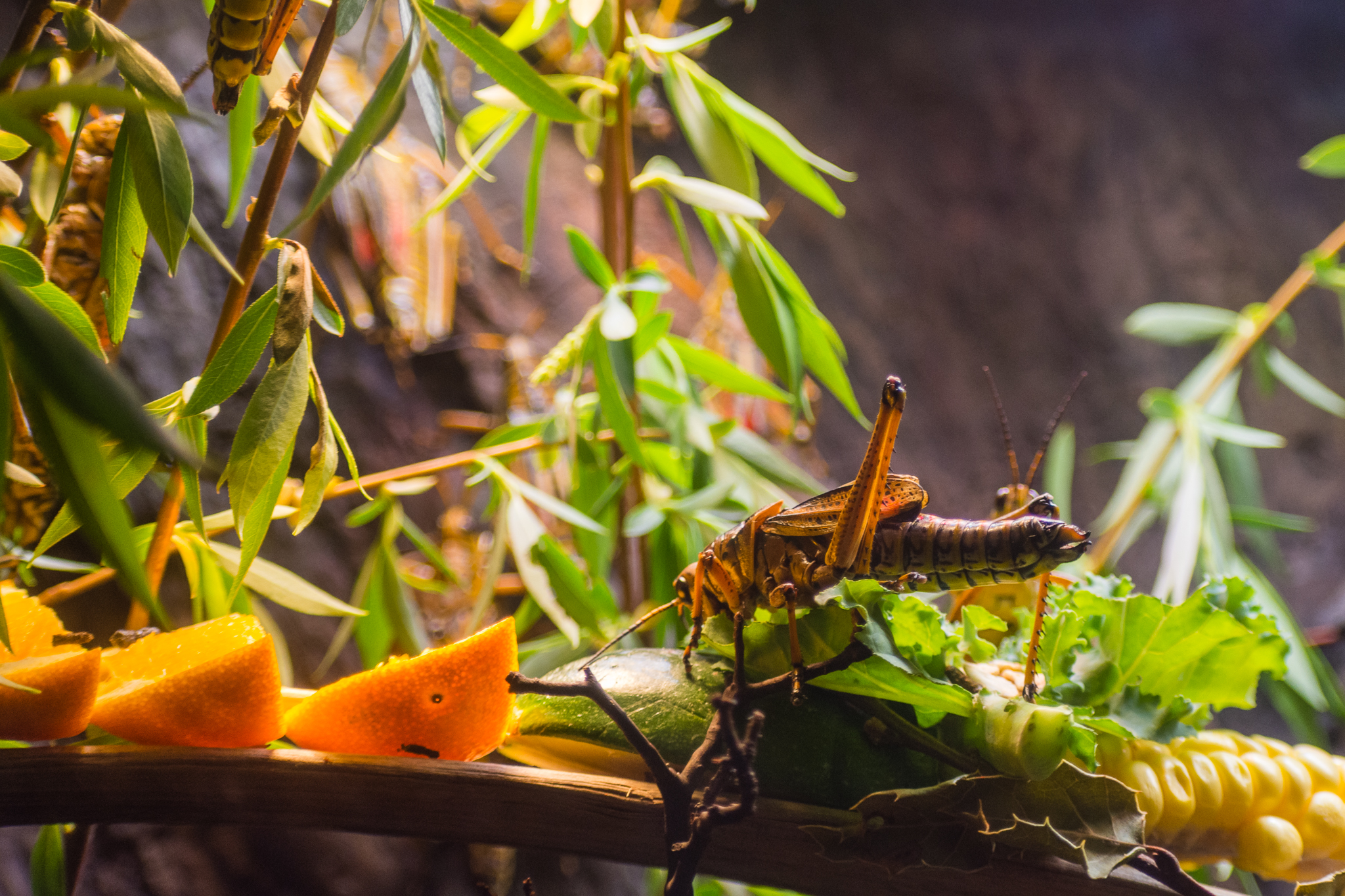 Wildlife Explorers Basecamp