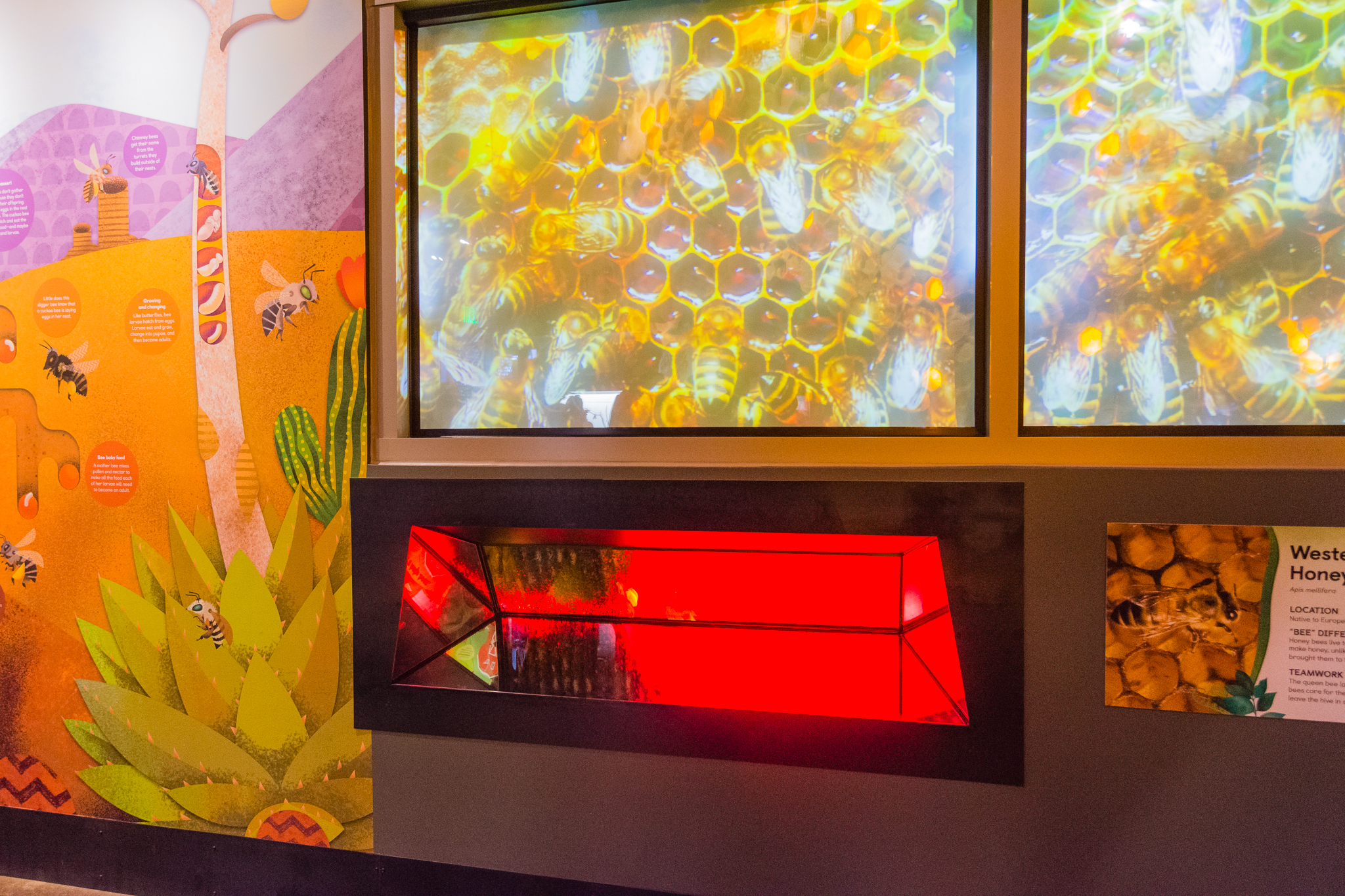 Wildlife Explorers Basecamp