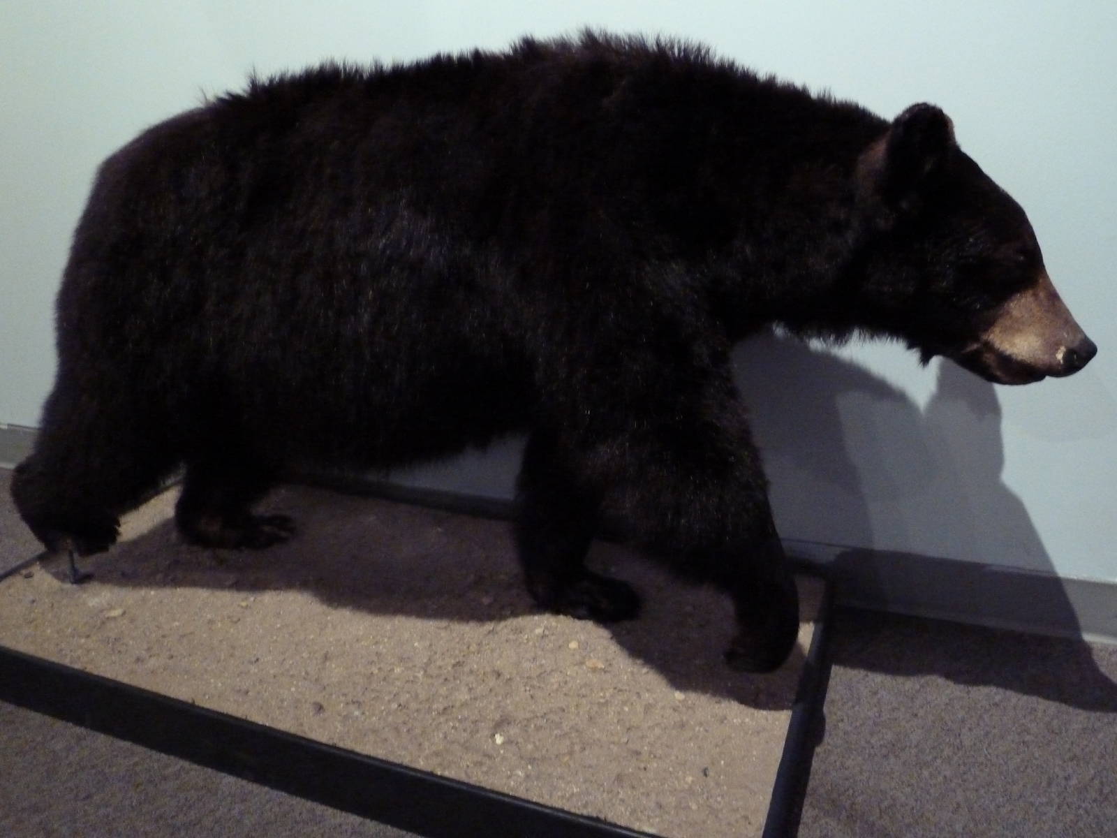 Wildlife For All Hall - American Black Bear