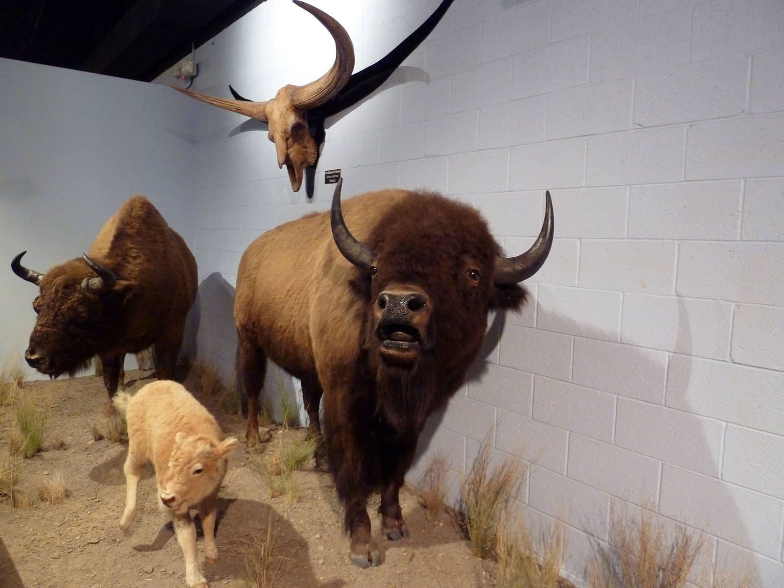 Wildlife For All Hall - Bison