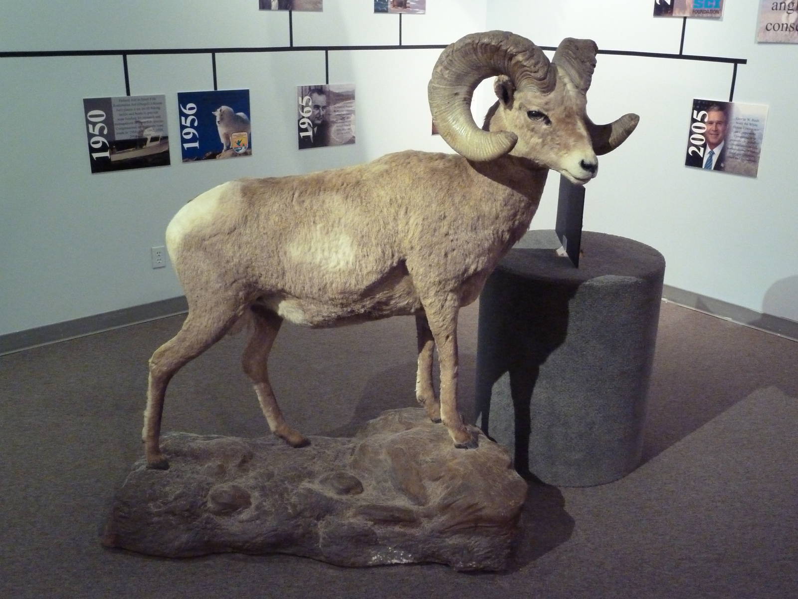 Wildlife For All Hall - Desert Bighorn Sheep