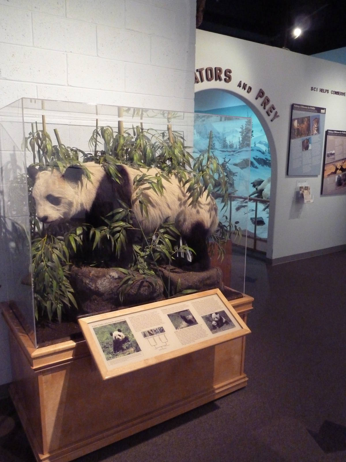 Wildlife For All Hall - Giant Panda