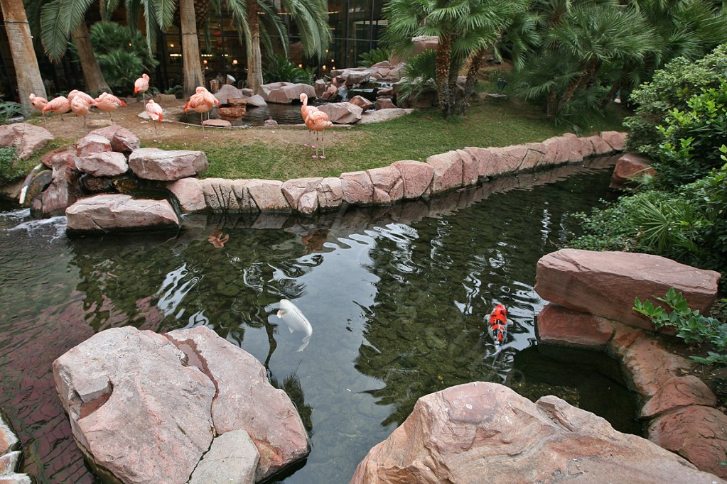 Wildlife Habitat at Flamingo Hotel and Casino