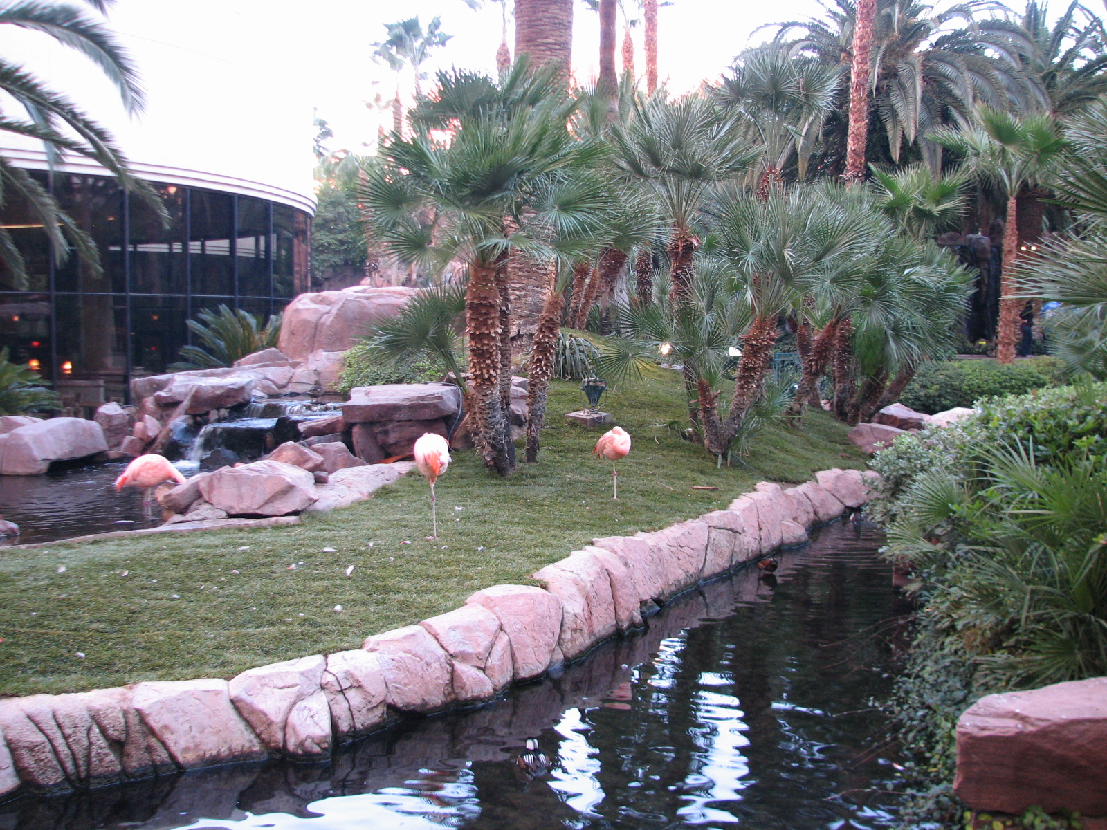 Wildlife Habitat at Flamingo Las Vegas - Chilean Flamingo Exhibit