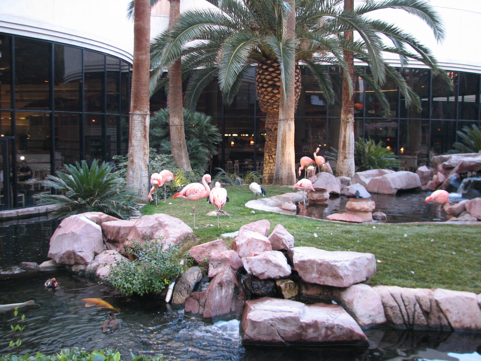 Wildlife Habitat at Flamingo Las Vegas - Chilean Flamingo Exhibit