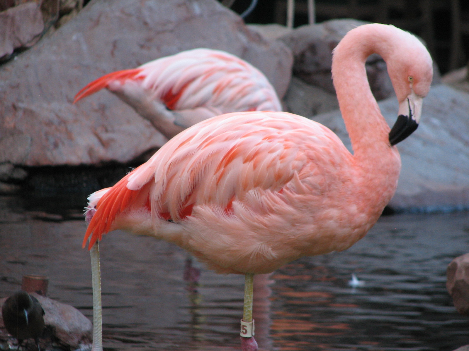 Wildlife Habitat at Flamingo Las Vegas - Chilean Flamingo Exhibit