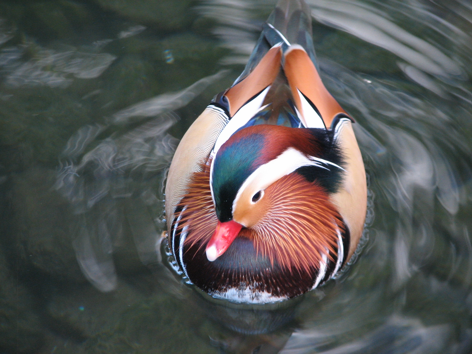 Wildlife Habitat at Flamingo Las Vegas - Former Penguin Exhibit - Mandarin