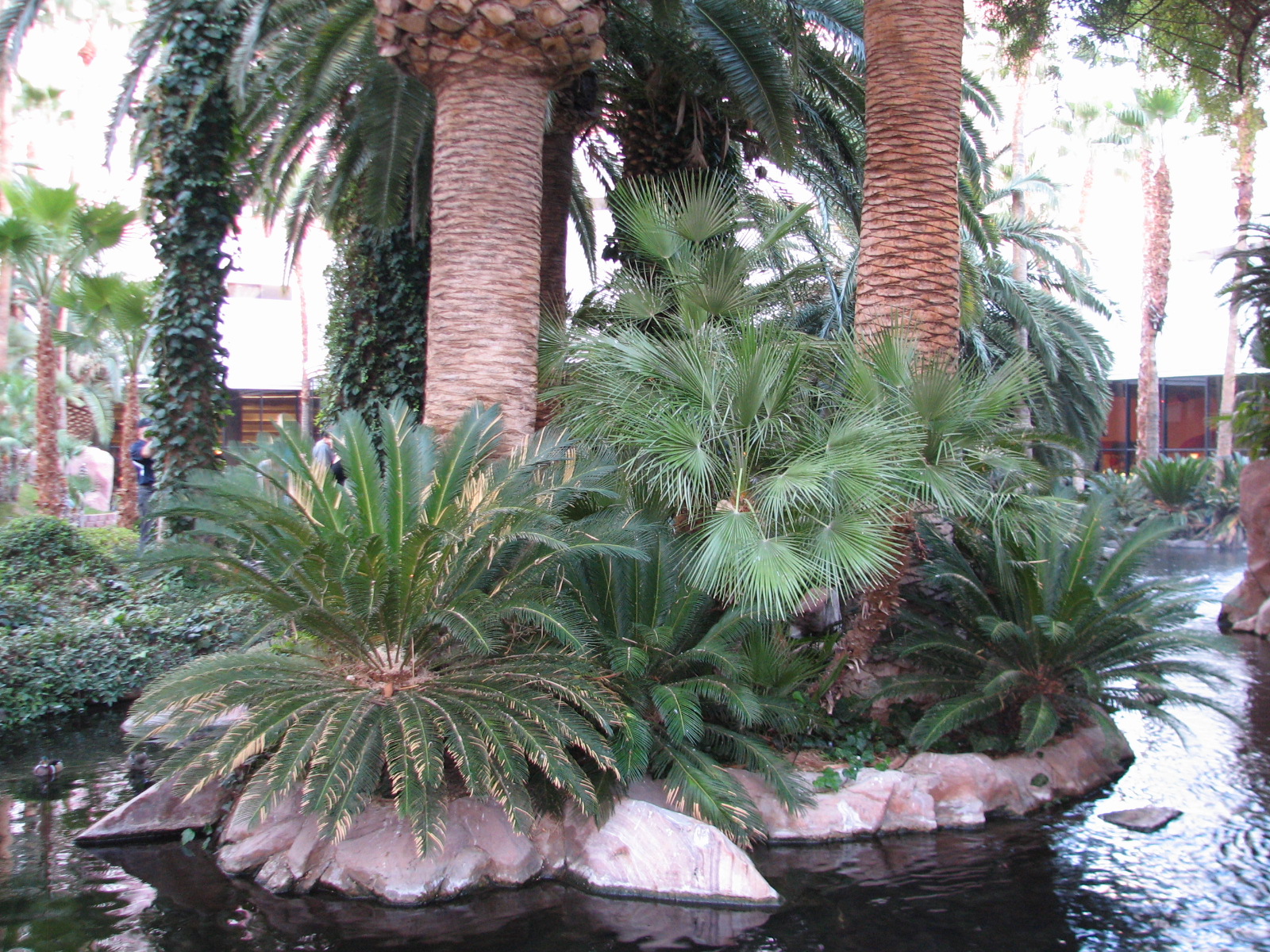 Wildlife Habitat at Flamingo Las Vegas - Paradise Falls Exhibit