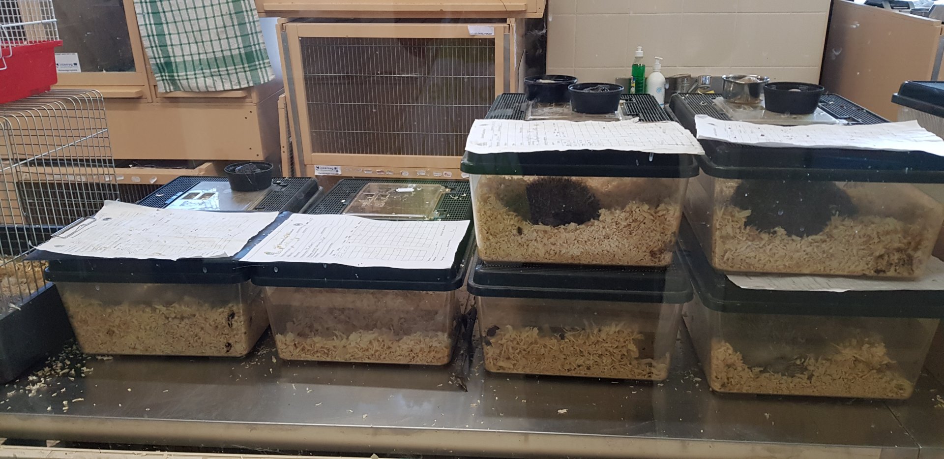 Wildlife hospital 20/01/20