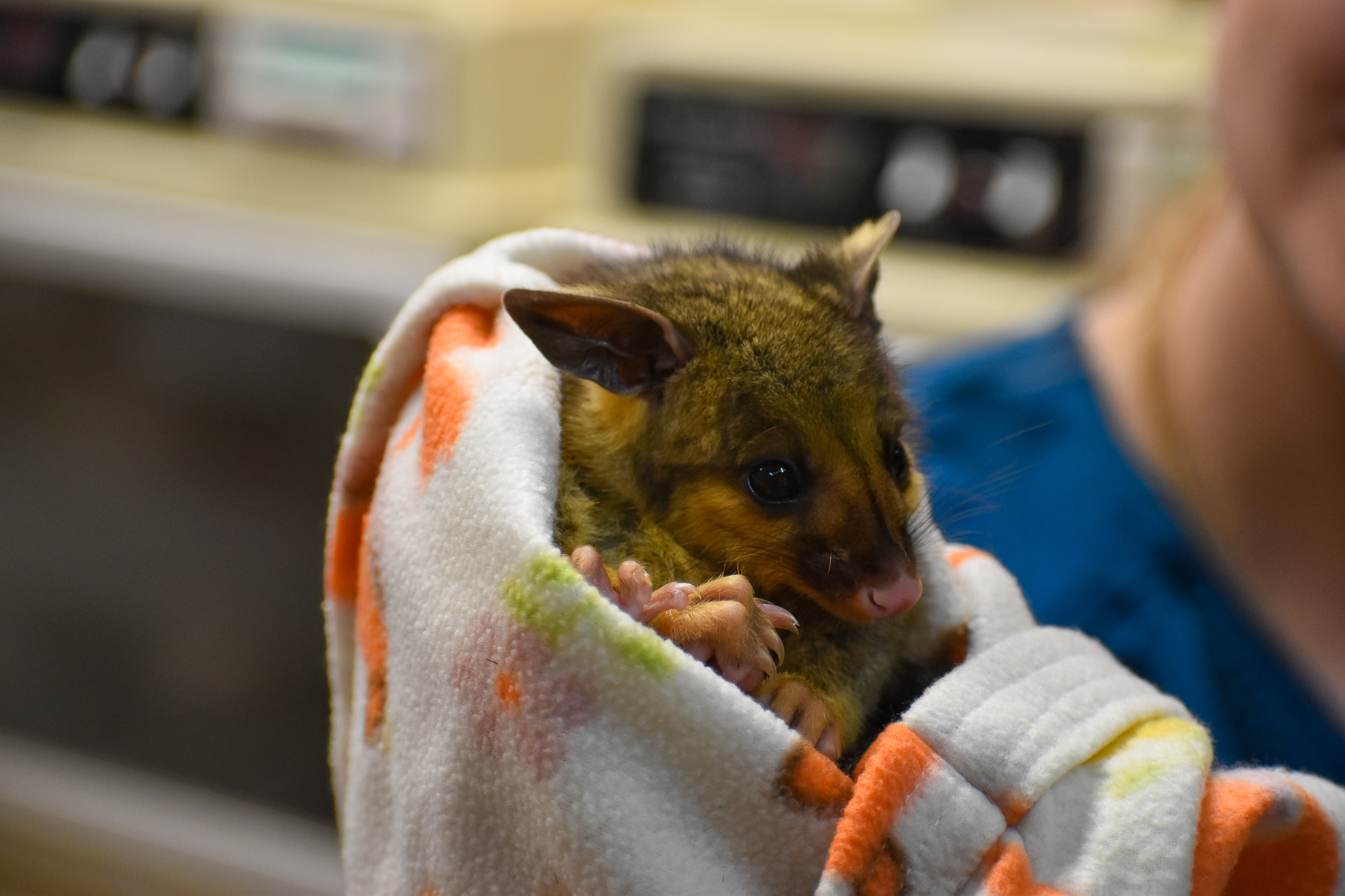 Wildlife Hospital Patient - Brushtail Possum Joey