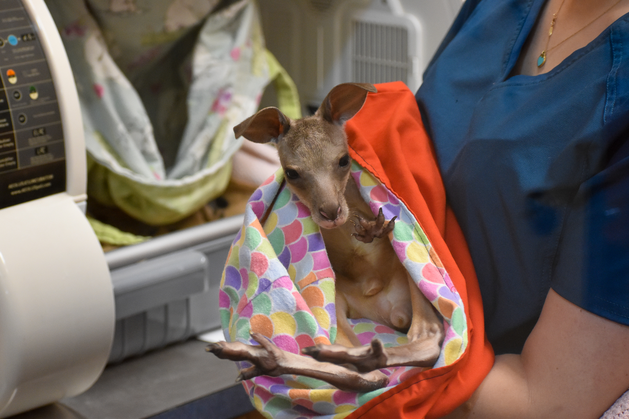 Wildlife Hospital Patient - Eastern Grey Kangaroo Joey