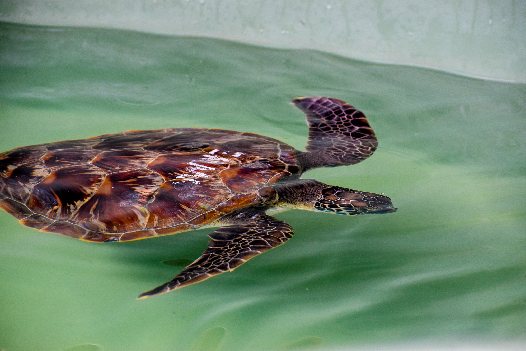 Wildlife Hospital Patient - Green Sea Turtle