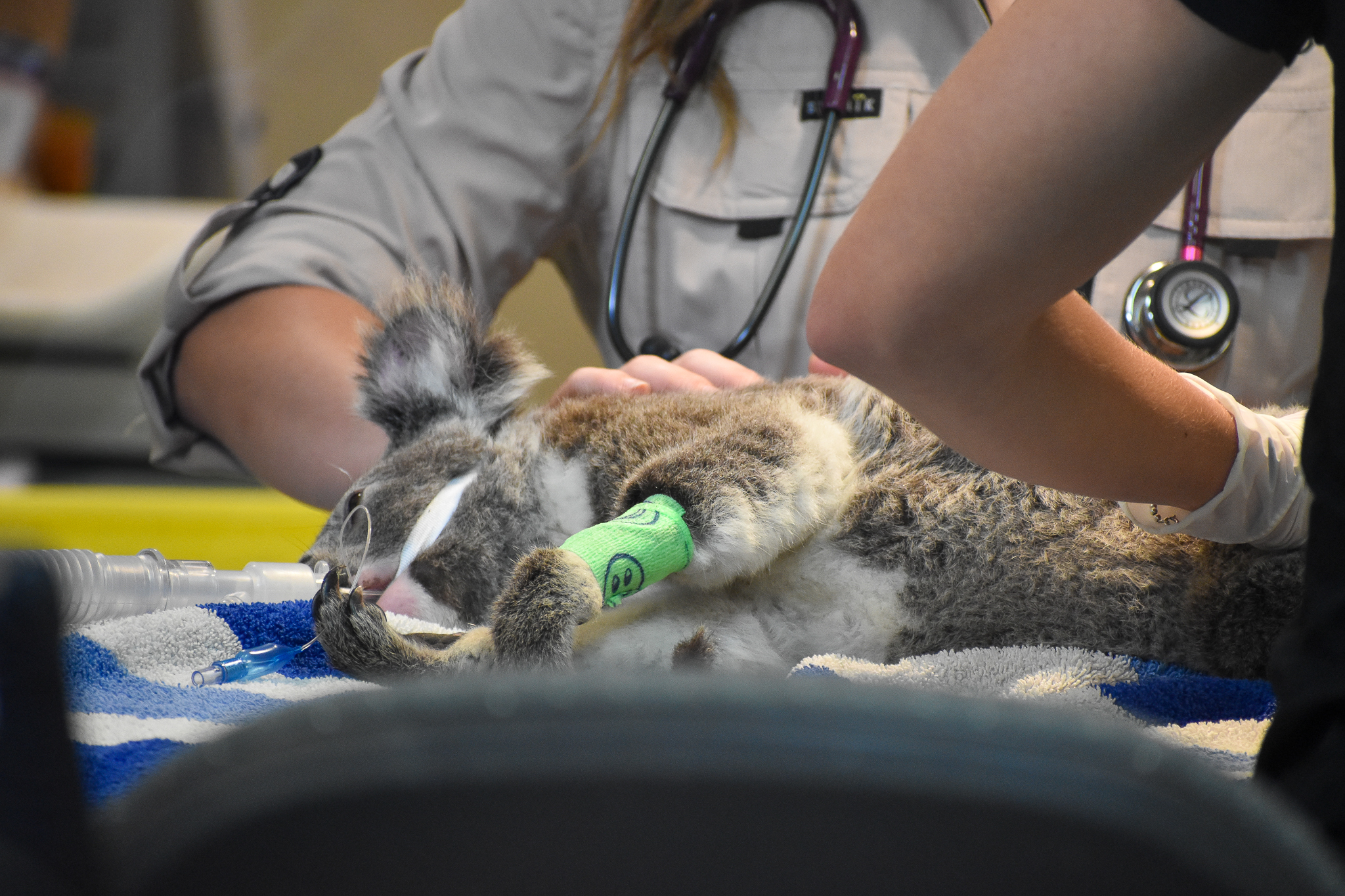 Wildlife Hospital Patient - Koala