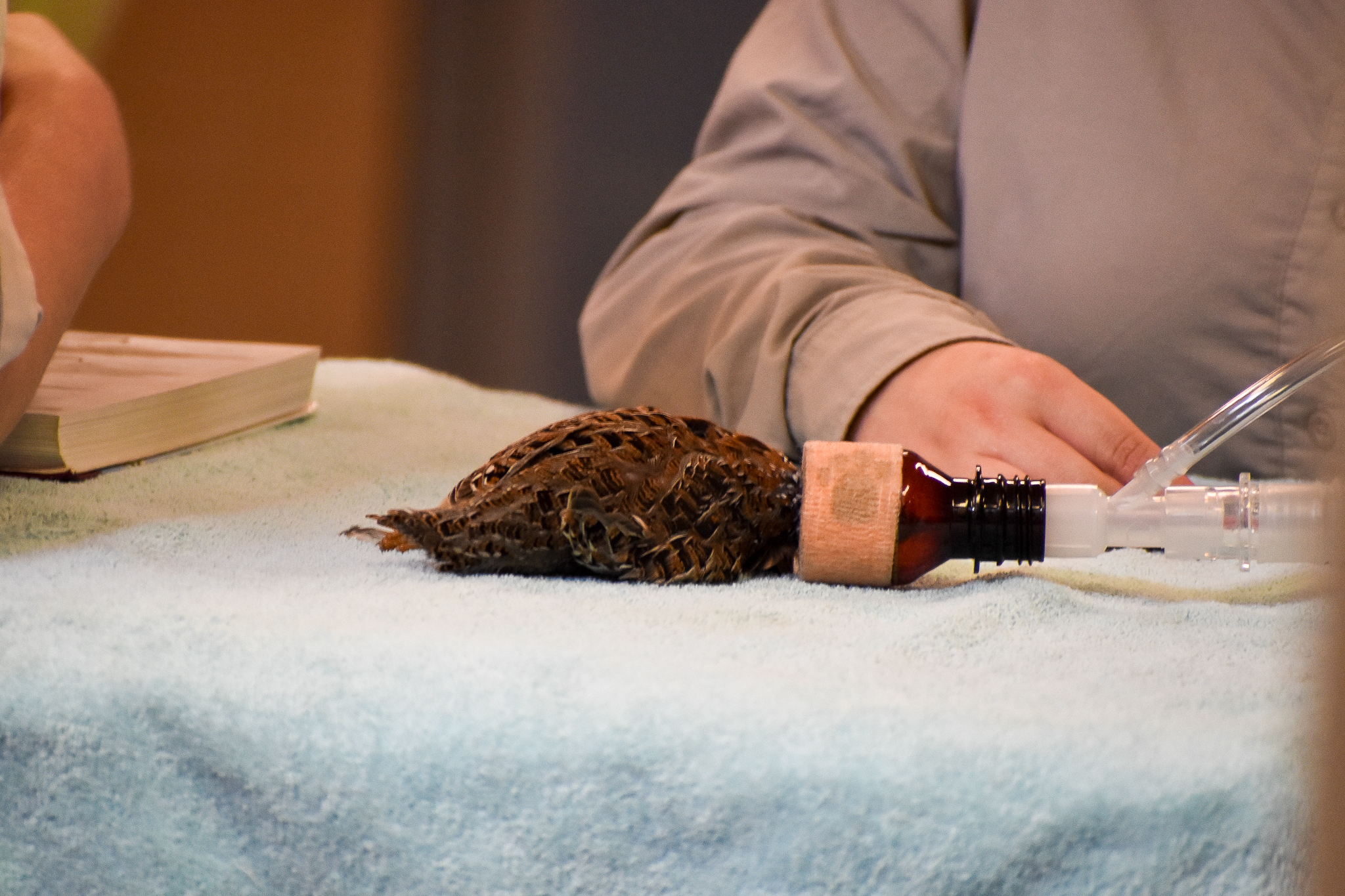 Wildlife Hospital Patient - Painted Button-quail