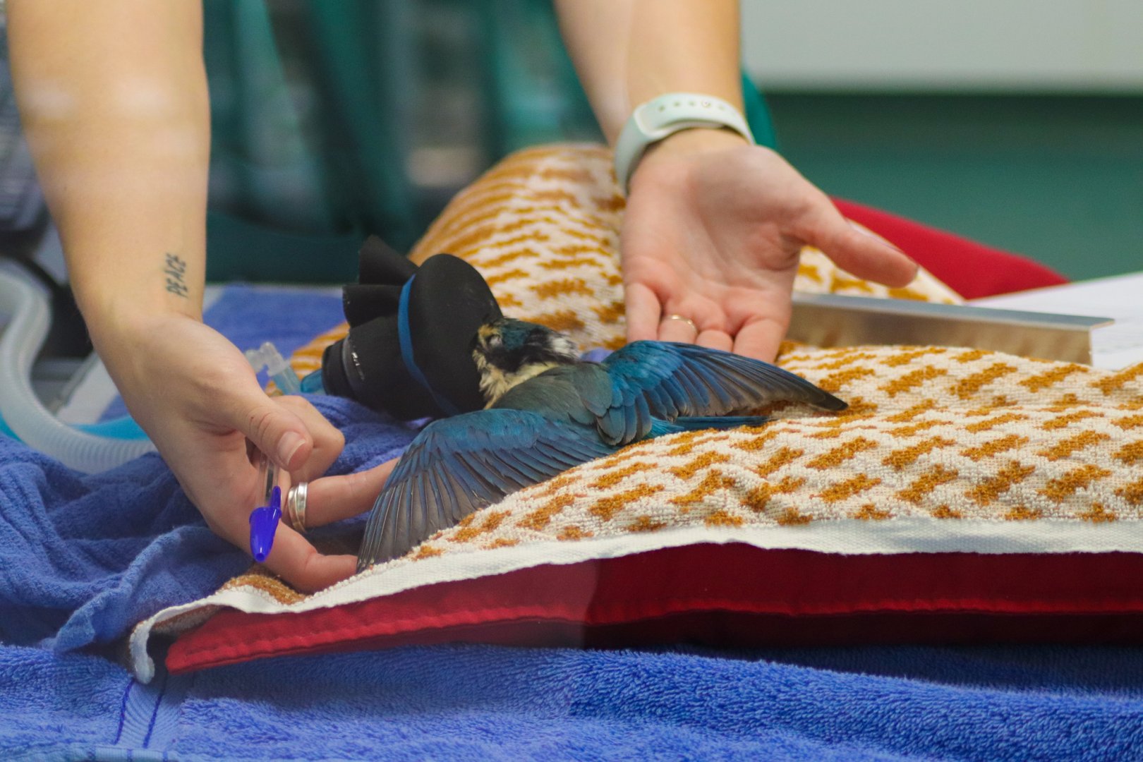 Wildlife Hospital Patient - Sacred Kingfisher