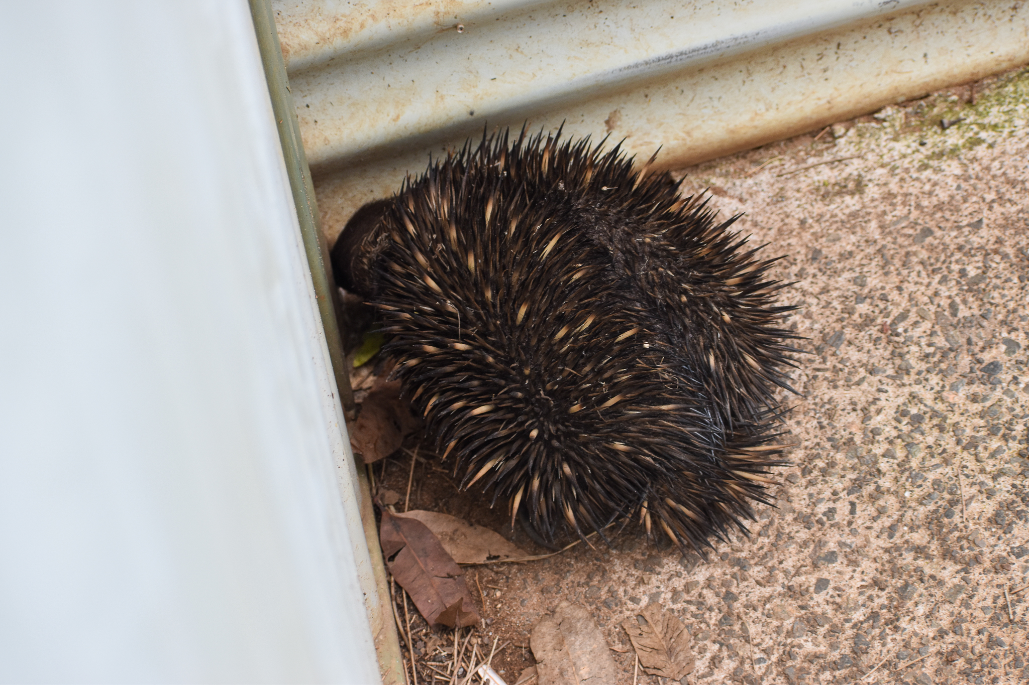 Wildlife Hospital Patient - Short-beaked Echidna