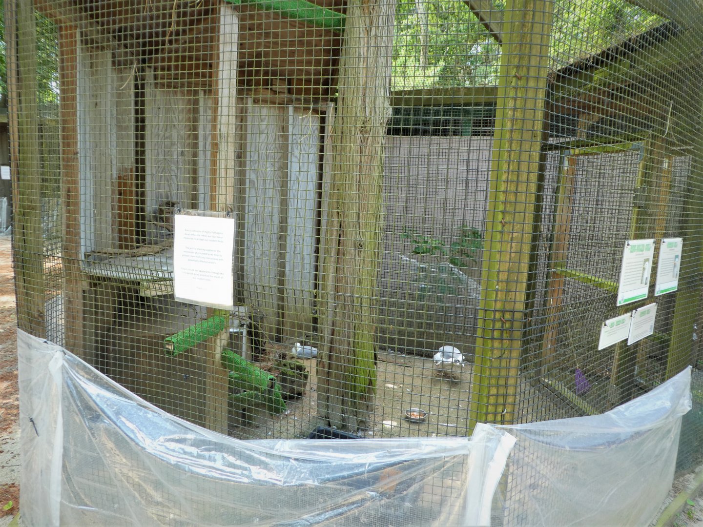 Wildlife Housing Area - American Herring Gull and Ring-billed Gull Exhibit