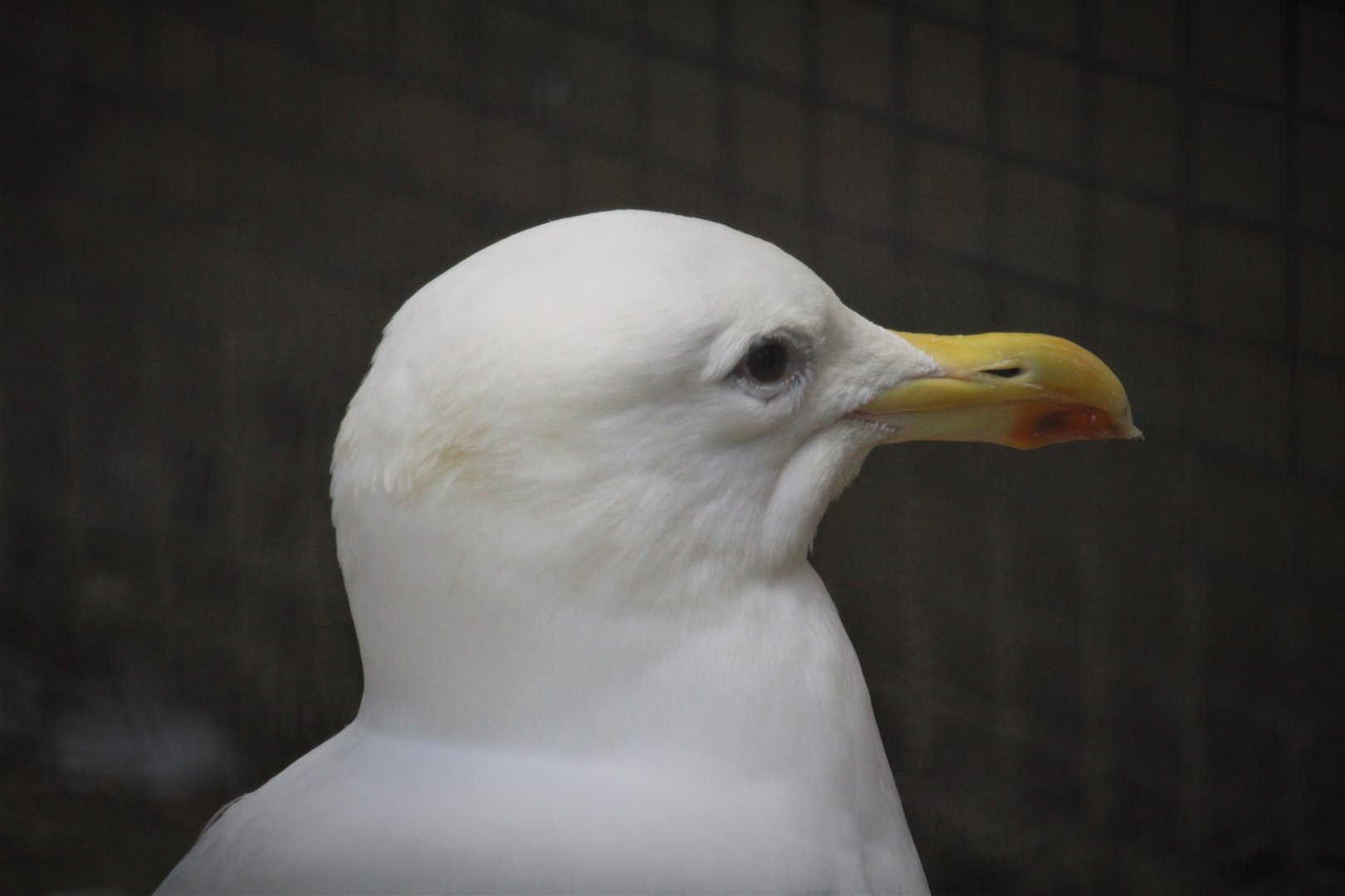 Wildlife Housing Area - American Herring Gull