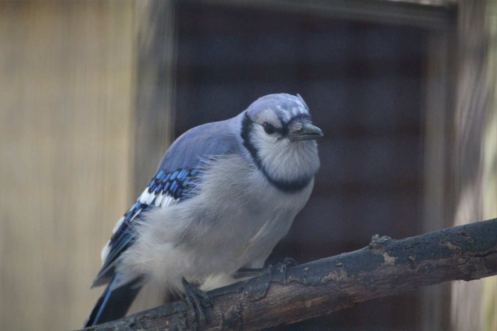 Wildlife Housing Area - Blue Jay