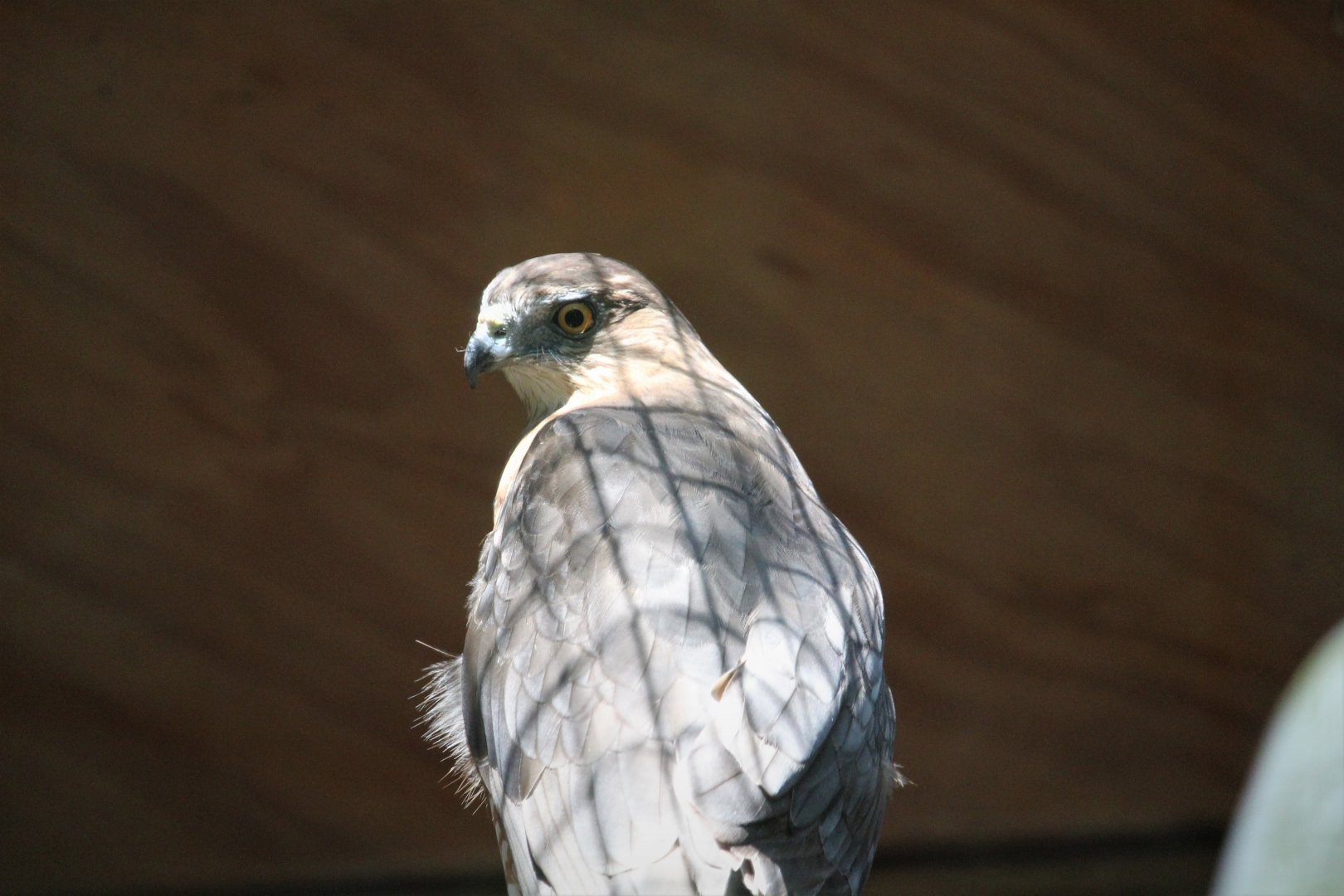 Wildlife Housing Area - Cooper's Hawk