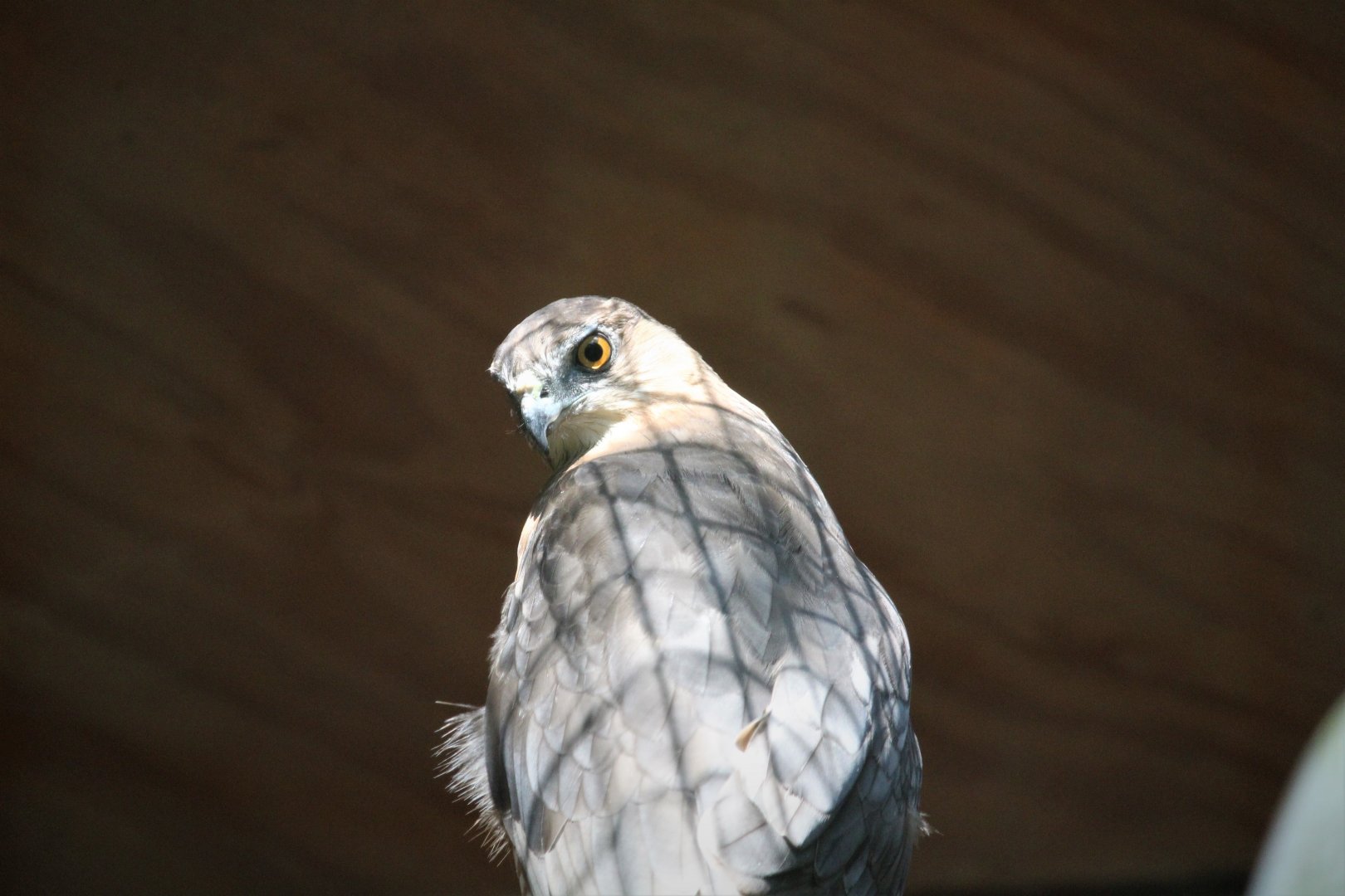 Wildlife Housing Area - Cooper's Hawk