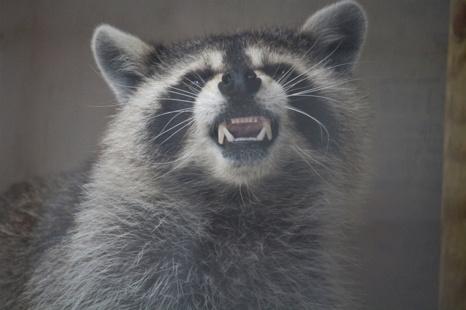 Wildlife Housing Area - Eastern Raccoon