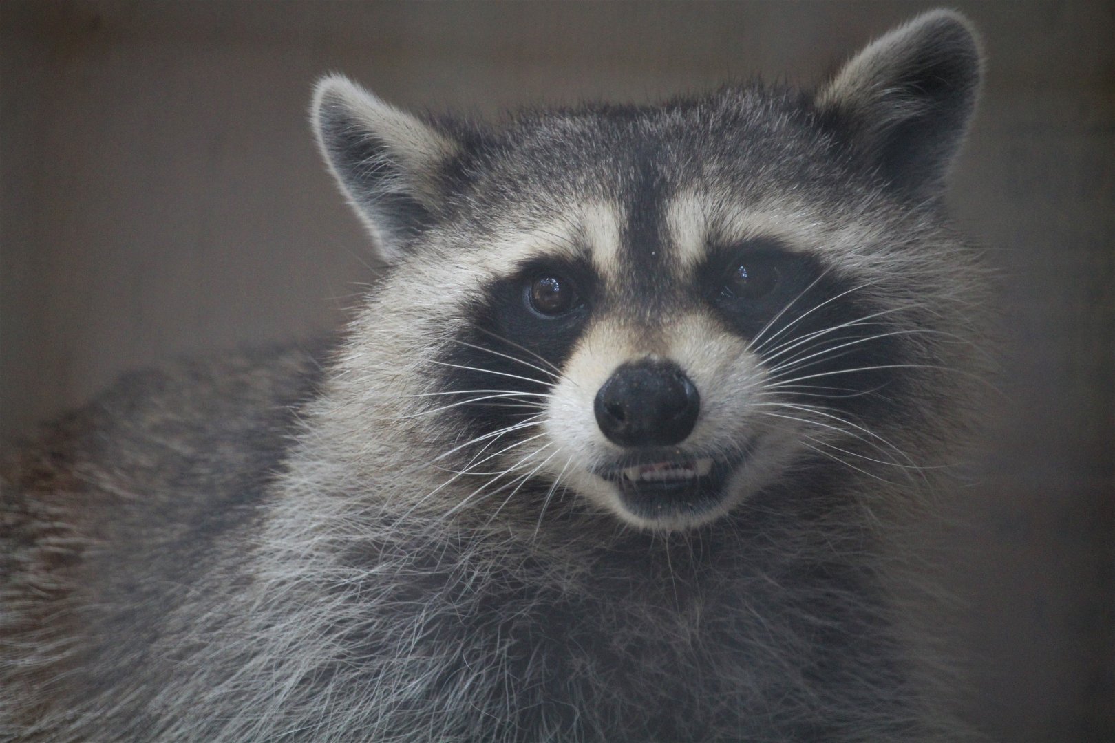 Wildlife Housing Area - Eastern Raccoon