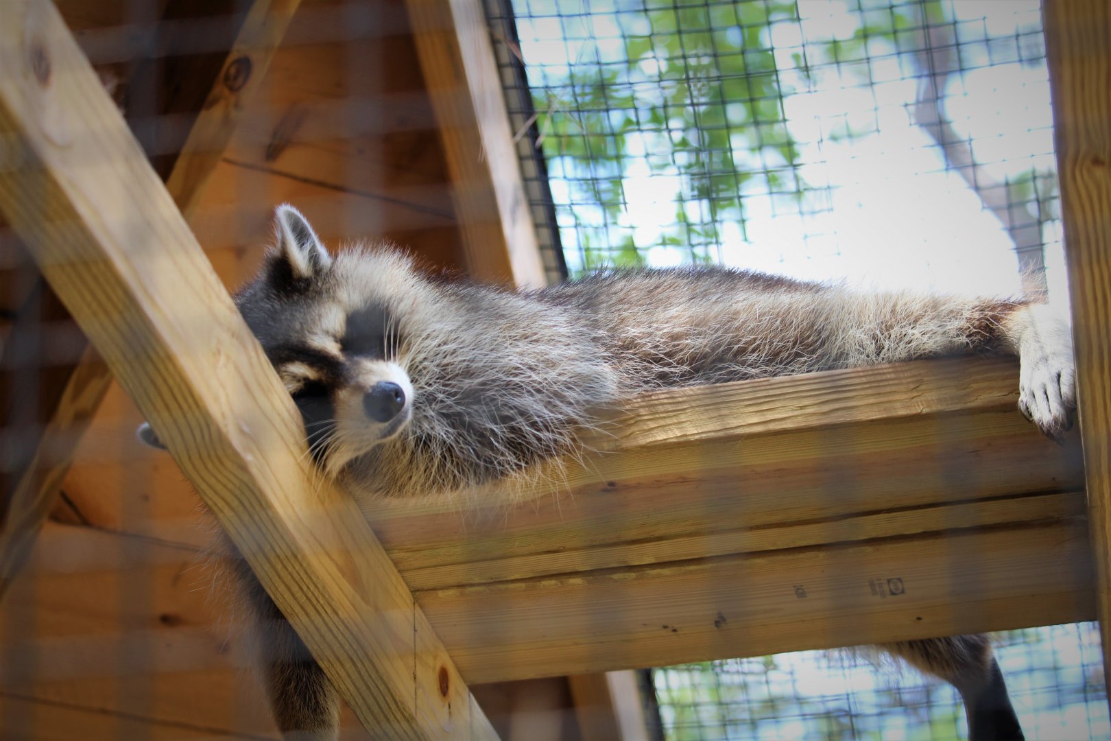 Wildlife Housing Area - Eastern Raccoon