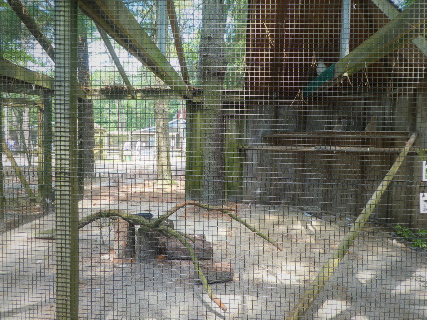 Wildlife Housing Area - Eastern Red-tailed Hawk Exhibit
