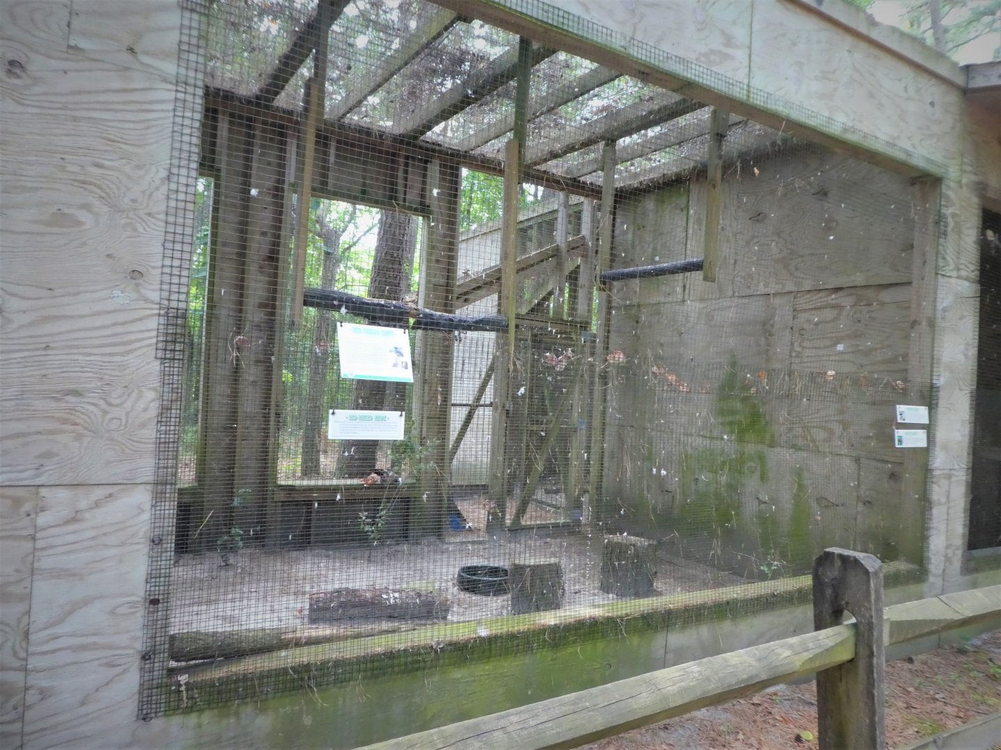 Wildlife Housing Area - Eastern Red-tailed Hawk Exhibit