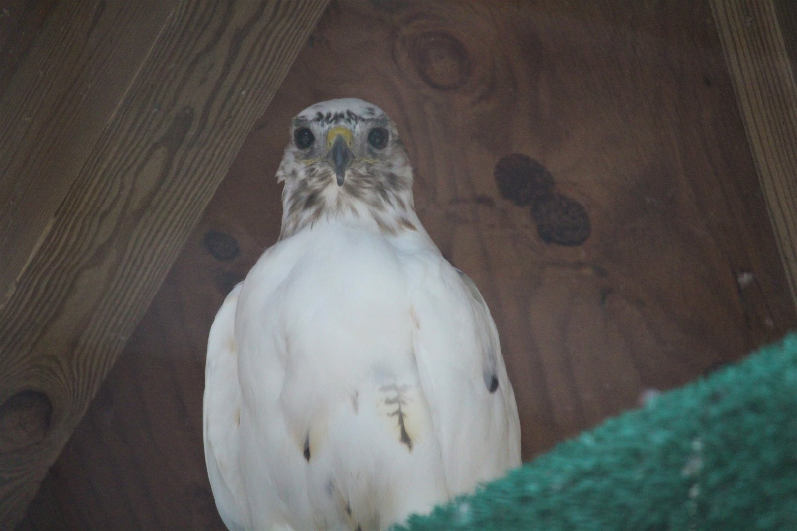 Wildlife Housing Area - Eastern Red-tailed Hawk