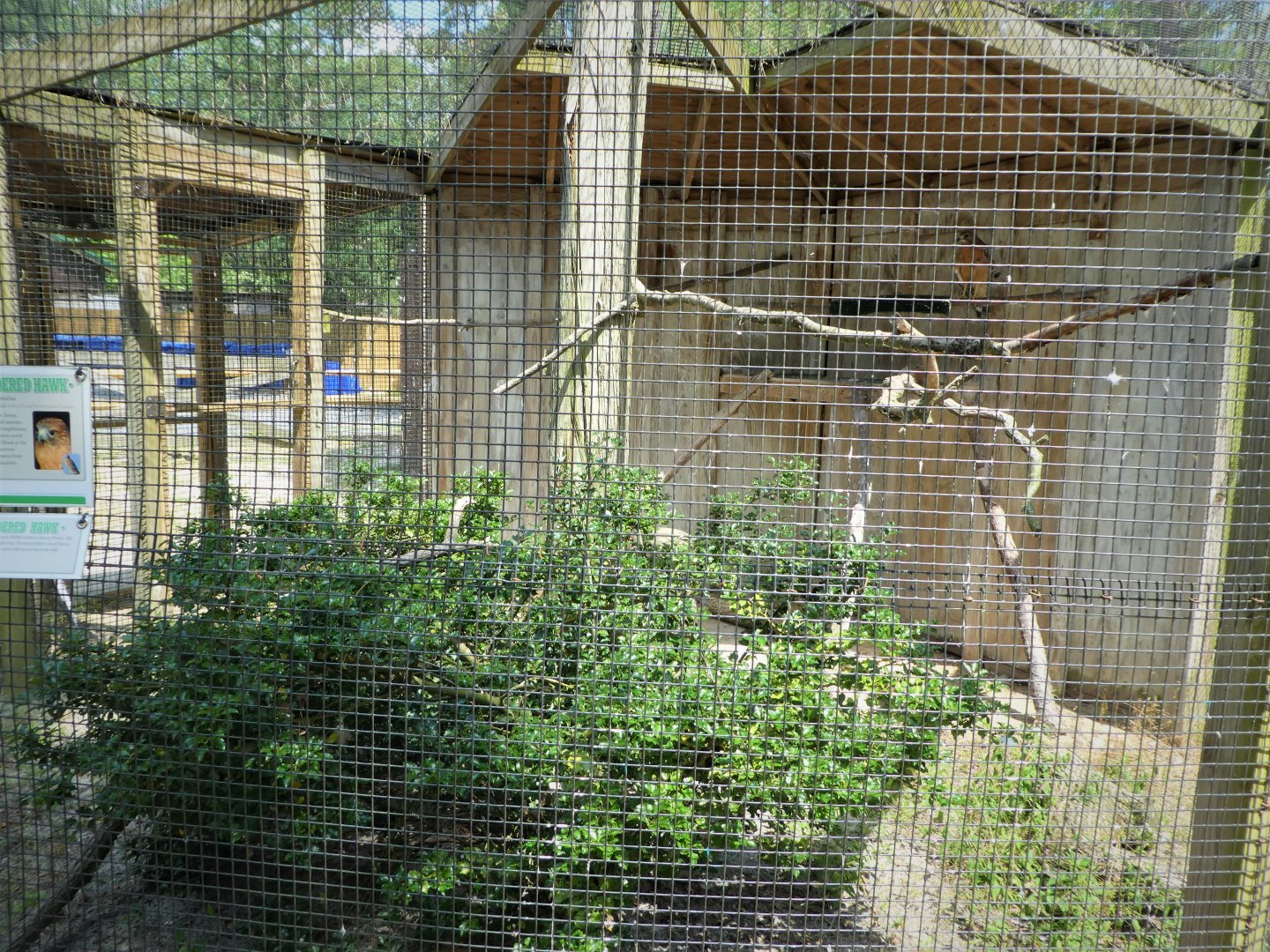 Wildlife Housing Area - Florida Red-shouldered Hawk Exhibit
