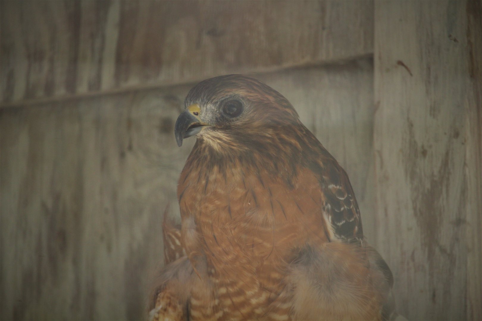 Wildlife Housing Area - Florida Red-shouldered Hawk