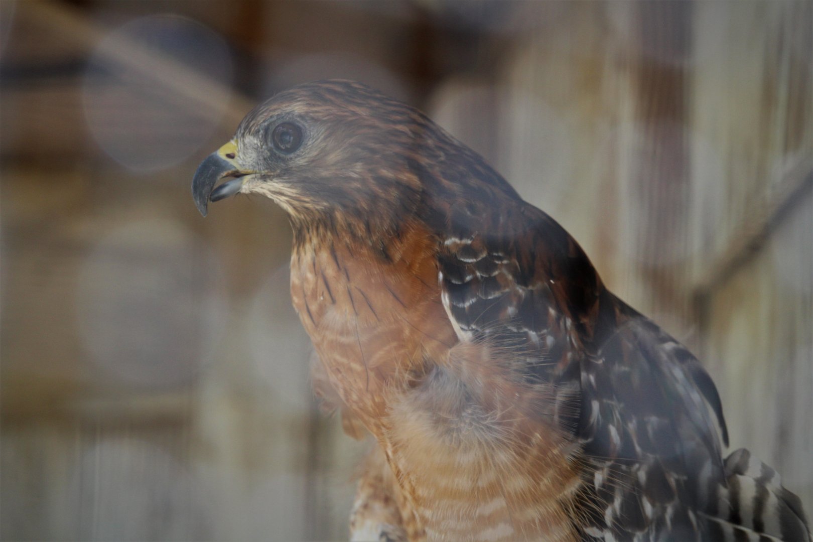 Wildlife Housing Area - Florida Red-shouldered Hawk