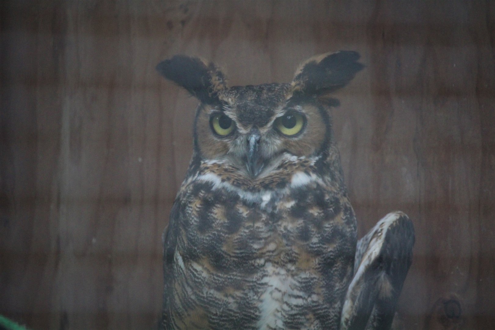Wildlife Housing Area - Great Horned Owl
