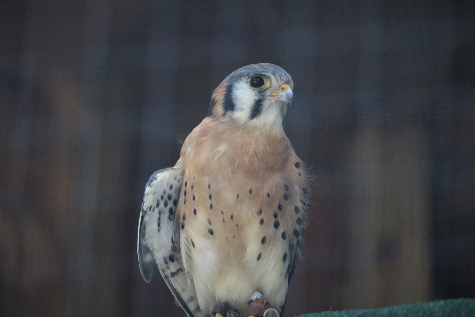 Wildlife Housing Area - Northern American Kestrel